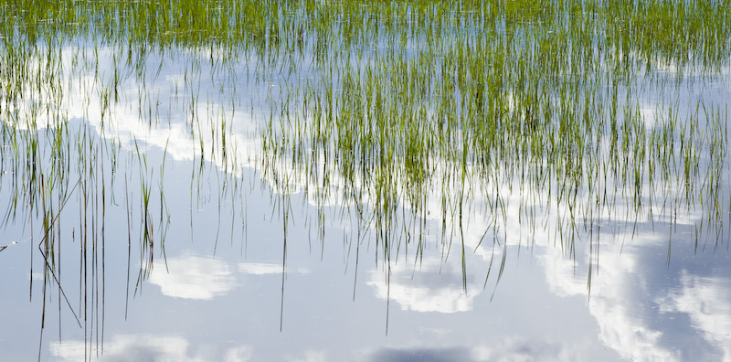 Clouds Reflected In Wetland